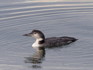 A Common Loon in winter, basic plumage swimming in calm water