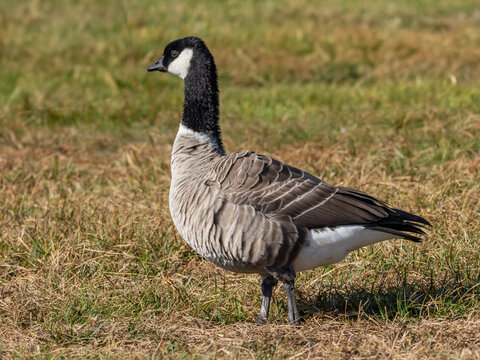 A Cackling Goose standing in short grass