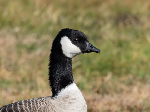 A close up of the head of a Cacking Goose