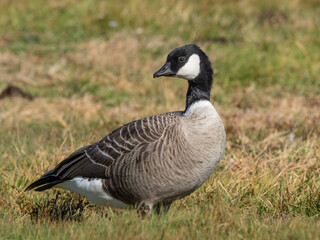A Cackling Goose standing in short grass