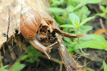 a snail on a dry coconut tree trunk © budiono