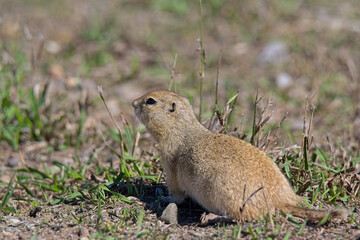 prairie dog on the ground