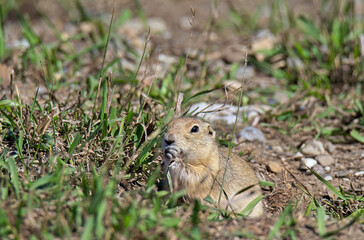 prairie dog eating grass