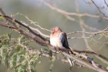 Dove on tree