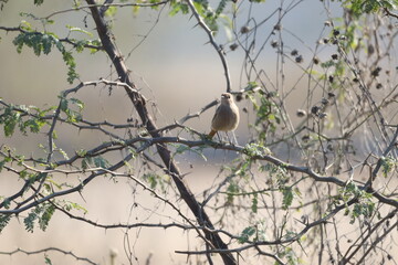 Bird in the tree