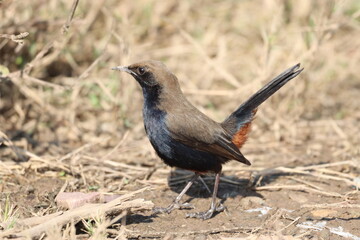Robin 