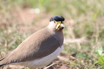 Yellow Lapwing in field