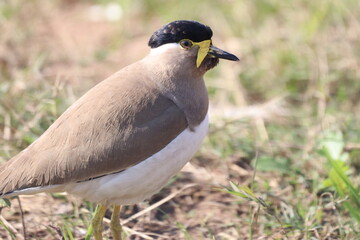 Yellow Lapwing in field