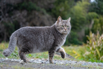 Obraz premium 自然公園で前足を出してるポーズをしてるグレーの毛並みの野良猫