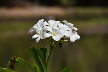Tropical flower - Plumeria Frangipani white flower in green nature tropical flowers in the garden