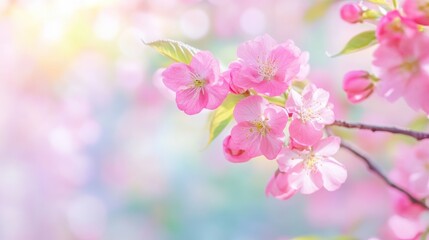 A close-up of delicate pink blossoms on a branch, set against a soft, dreamy background of pastel colors and light