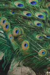 The iridescent feathers of the peacock shimmer in full splendor on the bird's body. Every detail...