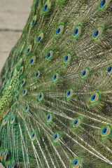 Fototapeta premium Fully extending its tail, the peacock reveals an explosion of vivid colors and intricate patterns. The majestic bird embodies grace and splendor. A moment of awe-inspiring beauty.