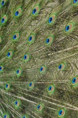 Obraz premium A moment of awe-inspiring beauty. Fully extending its tail, the peacock reveals an explosion of vivid colors and intricate patterns. The majestic bird embodies grace and splendor.