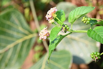 Lantana plant flower. It is flowering plants in the verbena family, Verbenaceae. The genus includes both herbaceous plants. Its other names  shrub verbenas, lantanas and lantana camara.