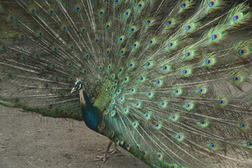 Obraz premium This stunning display captures the bird's regal presence. A true embodiment of nature's artistry. With its tail feathers fully fanned, the peacock showcases a dazzling array of colors.