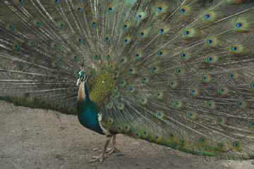 Naklejka premium This stunning display captures the bird's regal presence. A true embodiment of nature's artistry. With its tail feathers fully fanned, the peacock showcases a dazzling array of colors.