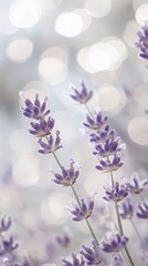 Obraz premium Focusing on delicate lavender flowers against a serene bokeh background in soft lavender hues