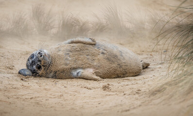 Fototapeta premium Grey Seal Pup in sand dunes