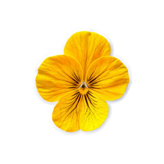 Golden Pansy Bloom: A single, vibrant golden pansy flower, its intricate petal patterns and rich colors showcased in a captivating display. A symbol of thoughtfulness.