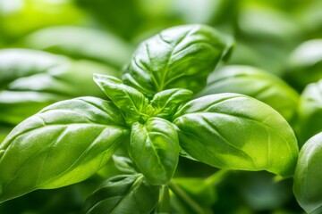 Obraz premium A row of basil plants growing in a hydroponic system, their vibrant green leaves illuminated by LED lights