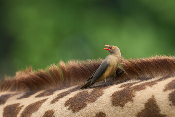 Red-billed Oxpecker (Buphagus erythroryncha) looking for ticks and other thinks to eat on the neck of a Thornicroft giraffe (Giraffa camelopardalis thornicrofti) in South Luangwa National Park, Zambia © JeremyRichards