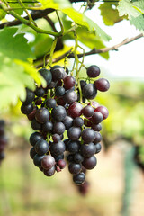 Grapes Fruit image 