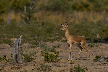 Male Impala (Aepyceros melampus) sounding the alarm about a leopard in South Luangwa National Park, Zambia
