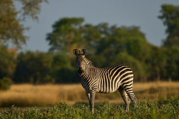 Crawshay's zebra (Equus quagga crawshayi) grazing in South Luangwa National Park, Zambia