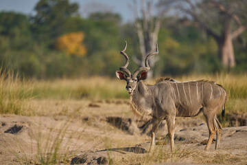 Fototapeta premium Male Greater Kudu (Tragelaphus strepsiceros) in an open grassy area in South Luangwa National Park, Zambia