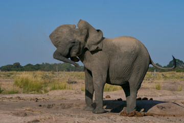 Obraz premium Agitated female African Elephant (Loxodonta africana) in South Luangwa National Park, Zambia 