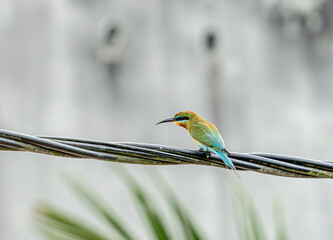 Blue-tailed Bee-eater (Merops philippinus). It is a species of bee-eater found in Southeast Asia, known for its bright green and blue plumage, long tail, and its habit of catching insects mid-air,