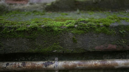 Moss on rock close up surface in street