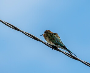 Blue-tailed Bee-eater (Merops philippinus). It is a species of bee-eater found in Southeast Asia, known for its bright green and blue plumage, long tail, and its habit of catching insects mid-air,