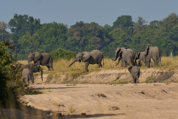 Fototapeta premium Multiple groups of African Elephant (Loxodonta africana) congregate at a sand river to drink from a pool dug below the surface in South Luangwa National Park, Zambia 