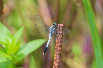 枝に止まる青色のトンボ