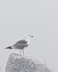 Lone seagull standing on a rock. Blurred background. Very simple photo with not much going on.
