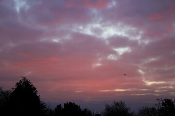 Fototapeta premium Bird soaring against a vibrant sunset sky