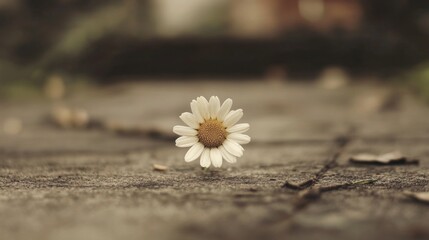 Obraz premium Single daisy on weathered wood.