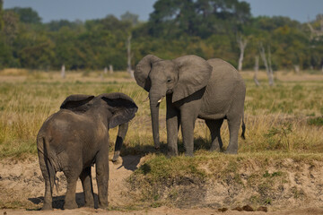Obraz premium Multiple groups of African Elephant (Loxodonta africana) congregate at a sand river to drink from a pool dug below the surface in South Luangwa National Park, Zambia 