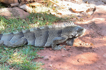 Obraz premium Iguana or chameleon-lizard in a caatinga region in the municipality of Piranhas - Alagoas, in the Northeast of Brazil.