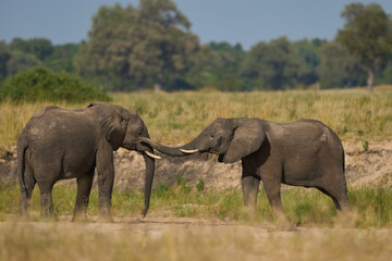 Fototapeta premium Multiple groups of African Elephant (Loxodonta africana) congregate at a sand river to drink from a pool dug below the surface in South Luangwa National Park, Zambia 