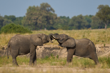 Pair of young male African Elephant (Loxodonta africana) wrestling with trunks to test strength...