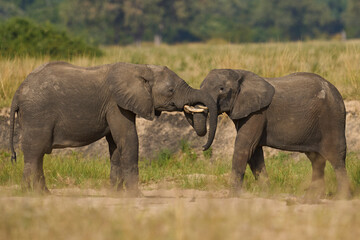 Fototapeta premium Pair of young male African Elephant (Loxodonta africana) wrestling with trunks to test strength establish hierarchy in South Luangwa National Park, Zambia 