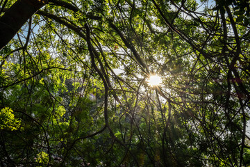 Caatinga vegetation, in the Brazilian Northeast, on the banks of the São Francisco River, in Piranhas, Alagoas, Brazil - Brazilian biome.
