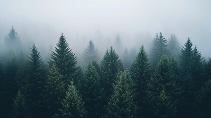 Misty evergreen forest, aerial view.