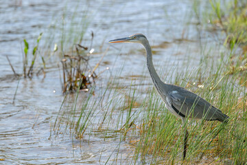 Grey heron (Ardea cinerea) patiently watches from the grassy bank near a still waterway