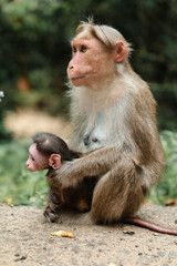 Obraz premium Female Monkey carrying her Newborn baby