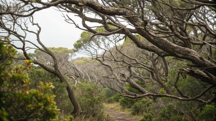 Obraz premium A dense thicket of twisted, gnarled tree branches, humid, gloomy, dark, mossy, overgrown vegetation