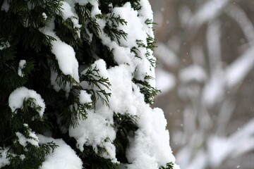 Trees Snow Fall Winter Scene